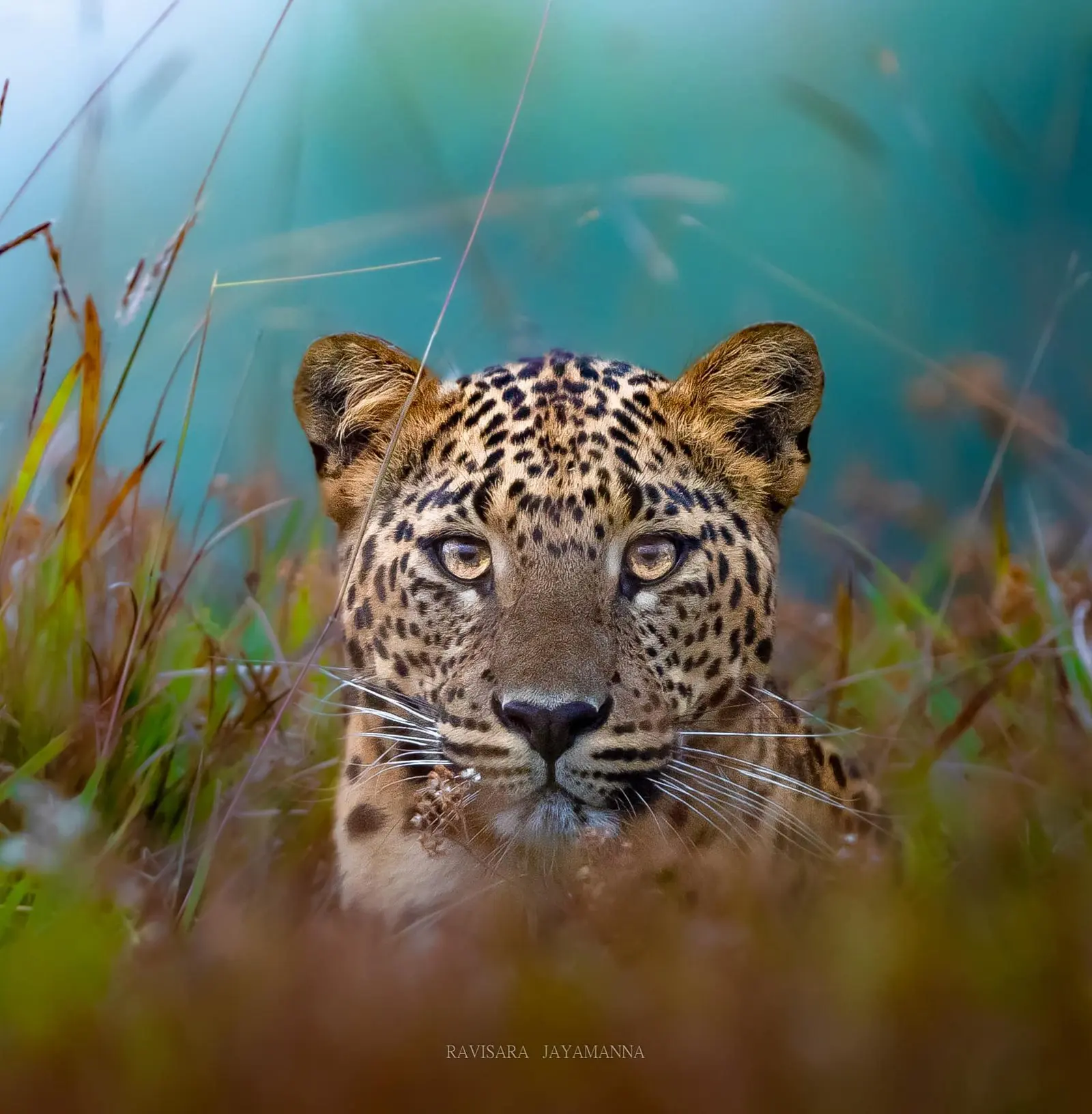 Leopard peering out from tall grass