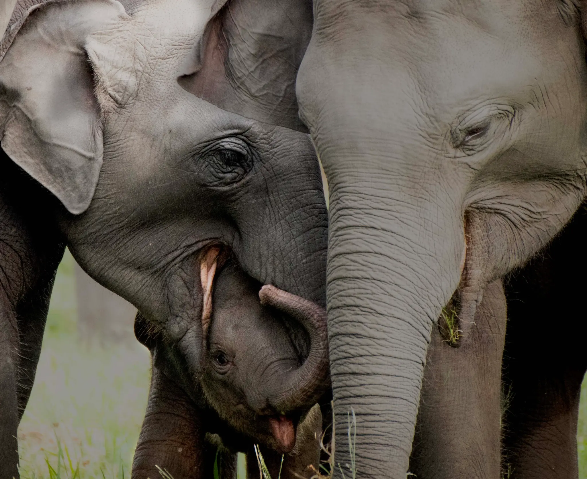 Traveller reaching out to a young elephant in a green meadow